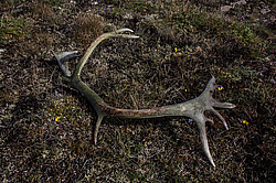 �������� ����� (Rangifer tarandus), ���������� ����. ������������ ������, ������, ������