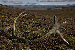 �������� ����� (Rangifer tarandus), ���������� ����. ������������ ������, ������, ������