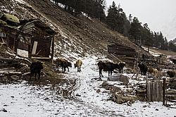  �������, �������� ������, ���������� ������, ���� �������