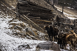  �������, �������� ������, ���������� ������, ���� �������