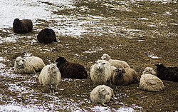  �������, �������� ������, ���������� ������, ���� �������