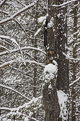  �������, �������� ������, ���������� �����, ���� ������