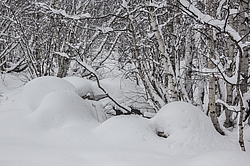  �������, �������� ������, ���������� �����, ���� ������