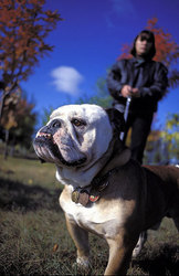 English bulldog