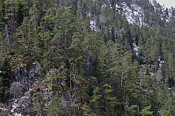 ���������-�����c��, �������, ������� ���������