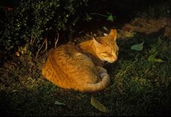 ����� ����� ������