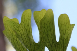 �����, ������� ������������ ������