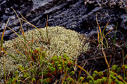 ��������������. ������� ��������� ��������� ����