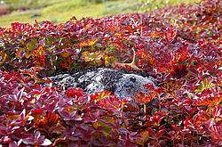 ��������������. ������� ��������� ��������� ����