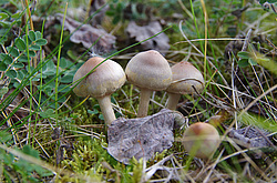 �����. ������� ��������� ��������� ����