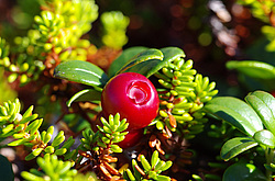 �������� (Vaccinium vitis-idaea) ������� ��������� ��������� ����