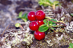 �������� (Vaccinium vitis-idaea) ������� ��������� ��������� ����