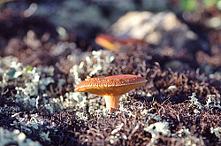 �����. ������� ��������� ��������� ����