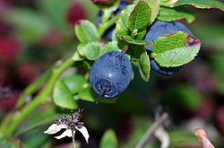 �����. ������� ��������� ��������� ����