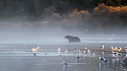 ����� ������� (Ursus arctos) ��������, ���������� �����