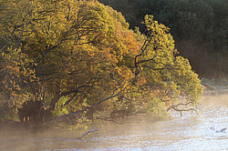 ����� ������� (Ursus arctos) ��������, ���������� �����