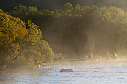 ����� ������� (Ursus arctos) ��������, ���������� �����