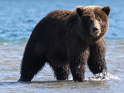 ����� ������� (Ursus arctos) ��������, ���������� �����