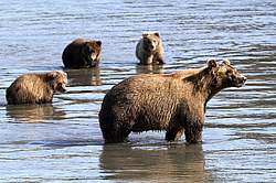 ����� ������� (Ursus arctos) ��������, ���������� �����, ����������� ������� �������� ���