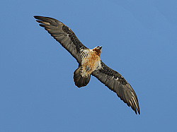 ������� (Gypaetus barbatus) ����� ���������