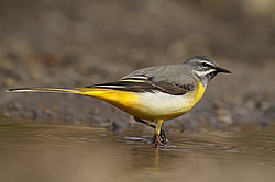 ������ ���������� (Motacilla cinerea) ����� ��������� �������