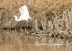 ����� ����� ����� (Egretta garzetta) / ��������� <����� ���������>