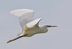����� ����� ����� (Egretta garzetta) / ��������� <����� ���������>