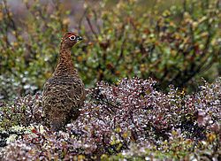 ����� ��������� (Lagopus lagopus) ����� ��������