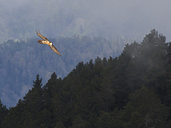 ������� (Gypaetus barbatus) ����� ��������� �������