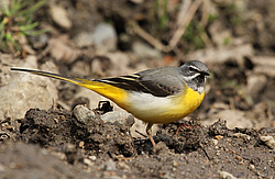 ������ ���������� (Motacilla cinerea) ����� ��������� �������