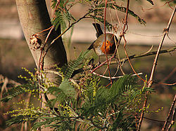 ������� (Erithacus rubecula) ����� ��������� �������