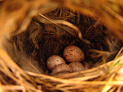 ���������� ������� (Phylloscopus lorenzii) ����� ��������� �������