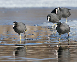 ������ (Fulica atra) ����� ��������� �������