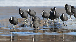 ������ (Fulica atra) ����� ��������� �������