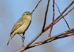 �������-��������� (Phylloscopus collybita) ����� ��������� �������
