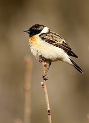 ������������ ����� (Saxicola torquatus) ����� ��������� �������