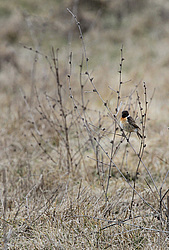 ������������ ����� (Saxicola torquatus) ����� ��������� �������
