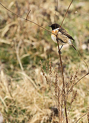 ������������ ����� (Saxicola torquatus) ����� ��������� �������