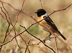 ������������ ����� (Saxicola torquatus) ����� ��������� �������