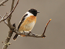 ������������ ����� (Saxicola torquatus) ����� ��������� �������