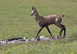 ����� (Rupicapra rupicapra) ���������� ��������������� ���������� ����������