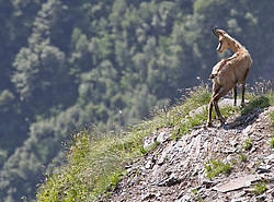 ����� (Rupicapra rupicapra) ���������� ��������������� ���������� ����������