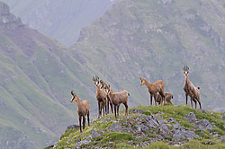 ����� (Rupicapra rupicapra) ���������� ��������������� ���������� ����������