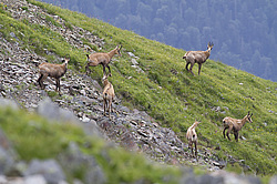 ����� (Rupicapra rupicapra) ���������� ��������������� ���������� ����������