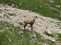 ����� (Rupicapra rupicapra) ���������� ��������������� ���������� ����������