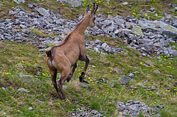 ���������� ����� (Rupicapra rupicapra caucasica) ����. ���� �����, ���������� ����������, ������