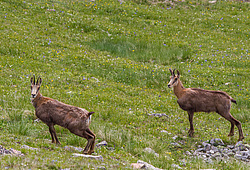 ���������� ����� (Rupicapra rupicapra caucasica) ����. ���� �����, ���������� ����������, ������