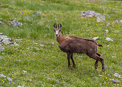���������� ����� (Rupicapra rupicapra caucasica) ����. ���� �����, ���������� ����������, ������