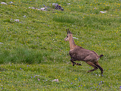 ���������� ����� (Rupicapra rupicapra caucasica) ����. ���� �����, ���������� ����������, ������