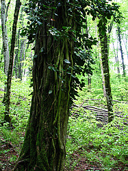 ���� ���������� (Hedera colchica) ���������� ����������, ������